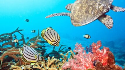 arrecifes de coral mas impresionantes del mundo